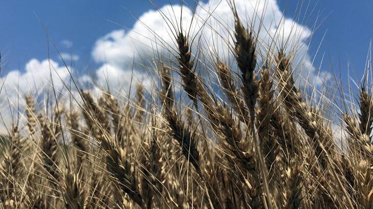 Buğday hasadına hazırlanan Trakya’da yağışlar yüksek rekolte beklentisini artırdı